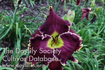 Daylily Max Factor